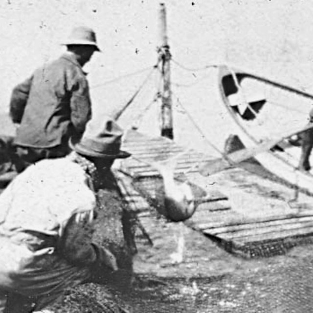 four men pulling in a large fish with a net
