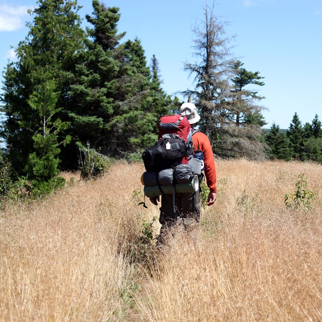 A person hikes in tall grass with a backpack on Isle Royale.