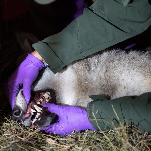Gray wolf exits crate after being relocated to Isle Royale National Park. 