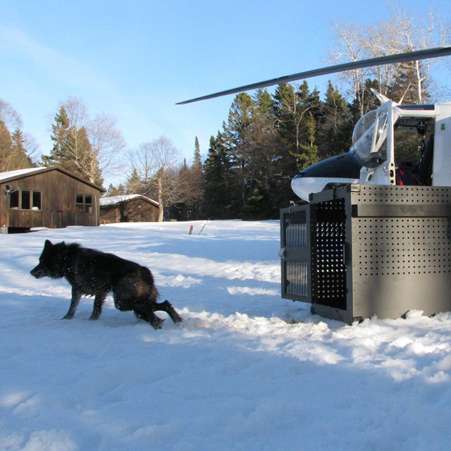 Wolf leaves crate after relocation to Isle Royale via helicopter. Two pilots stand back and watch.