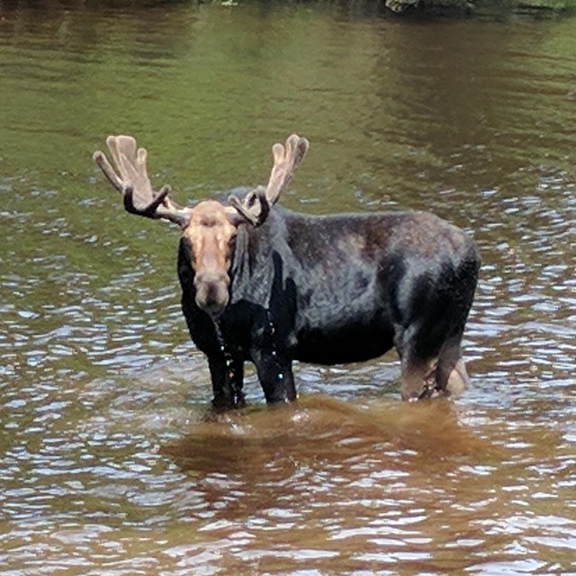 Moose wades in Washington Creek on Isle Royale. 