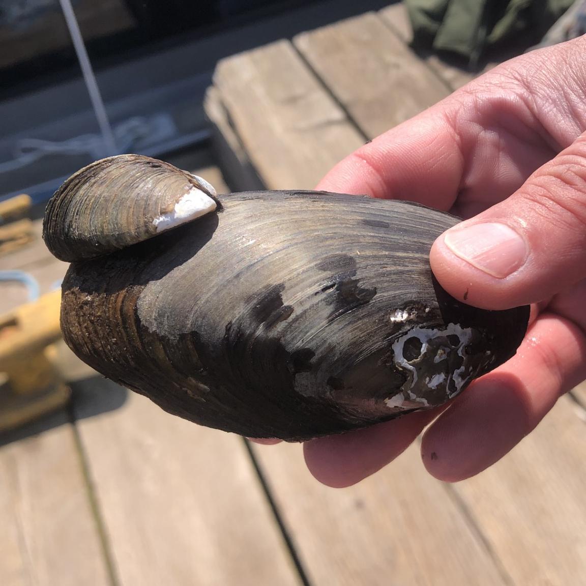 Ranger holds a large zebra mussel on the Windigo dock.