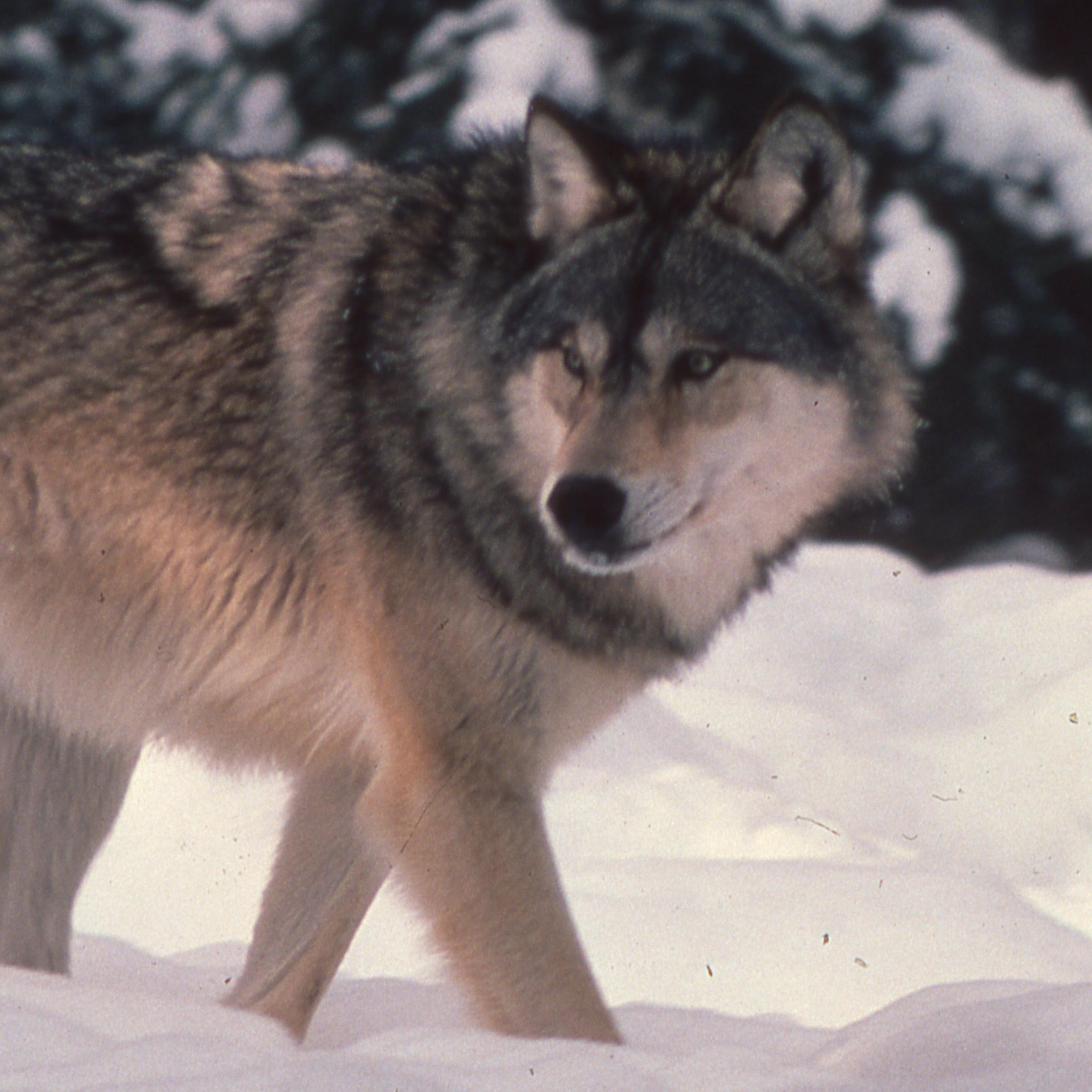 Wolf on the prowl through a snowy forest