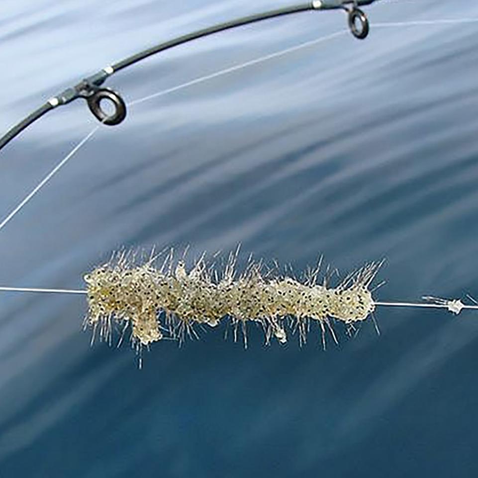 Spiny Water Flea caught on fishing line. Photo: Jeff Gunderson, Minnesota Sea Grant
