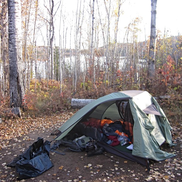 A tent surrounded by dead leaves and a birch tree stand. Hatchet Lake lays in the distance. 