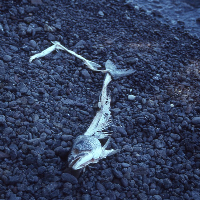 A fish skeleton laying on a beach