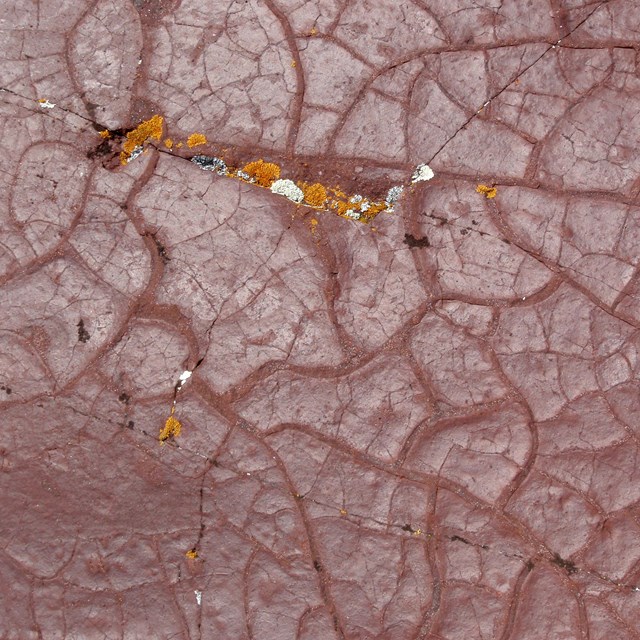 Geology fossil sand ripples