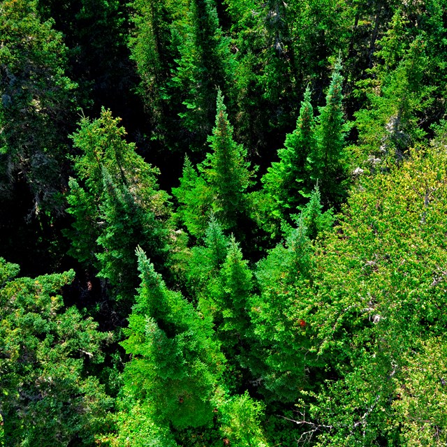 An aerial photo of coniferous trees