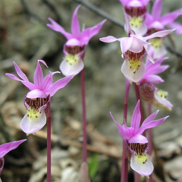 A cluster of purple lady slippers