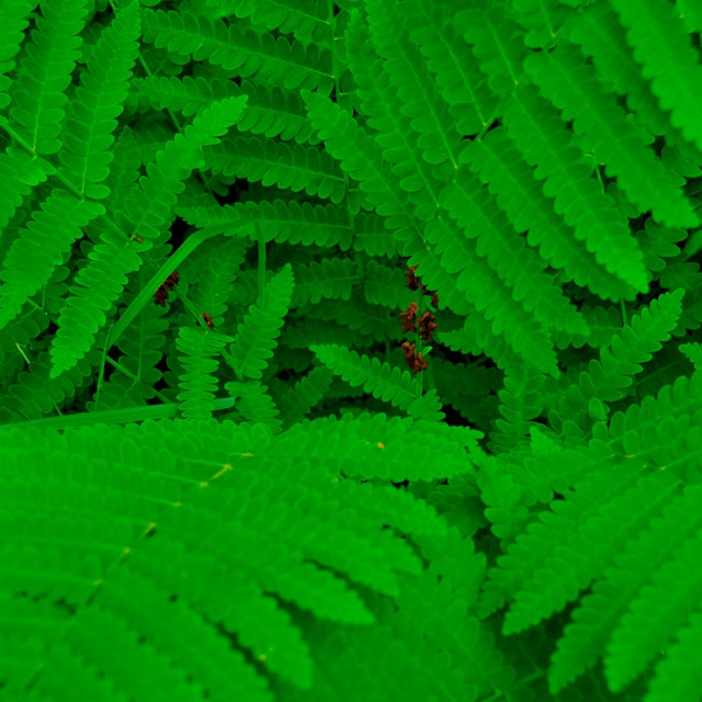 A large fully-grown green fern