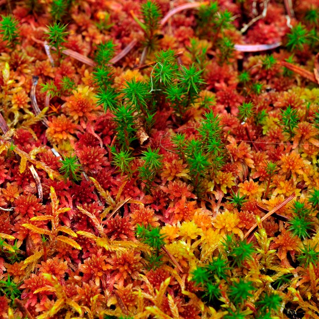 A lush carpet of spongy colorful moss