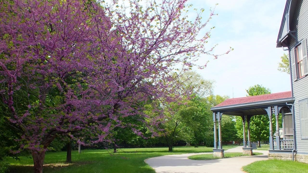 View of historic lane looking north with house on right and tree with purple blooms on left.