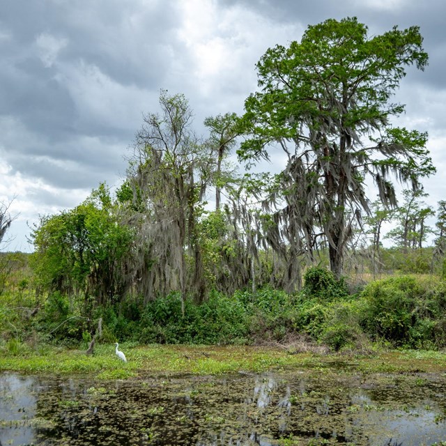 Barataria Preserve