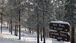 Winter scene of snow on trees and ground with trail signs in foreground