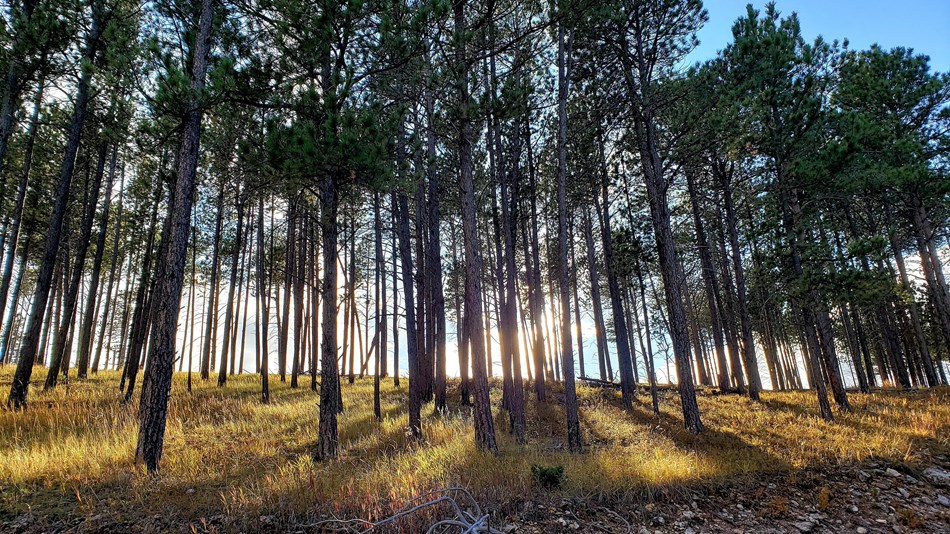 A pine forest, with sunlight coming through the canopy and showing fall colors.