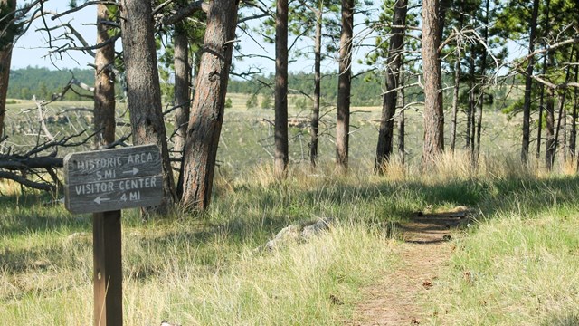 Dirt trail through pine trees on a sunny day