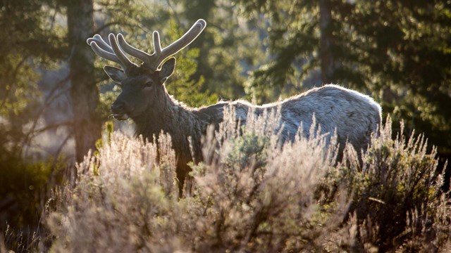 A bull Elk in velvet stand behind tall grass. His antlers still have a lot of growing to do. 