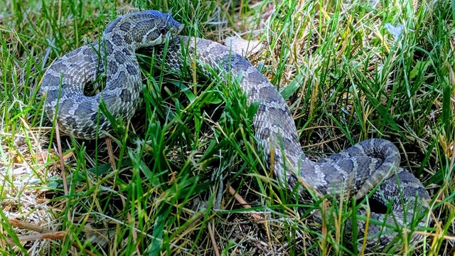 A large snake lies in a vibrant green grassy field