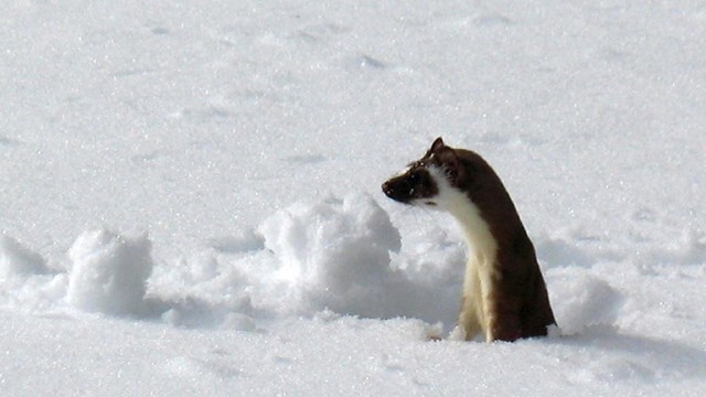 A long-tailed weasel pops out of the snow. 