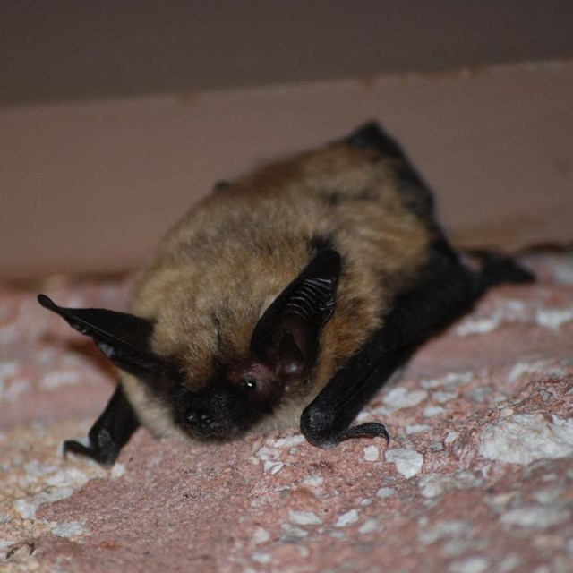 Photo of a small bat.