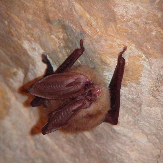 For the Love of Bats