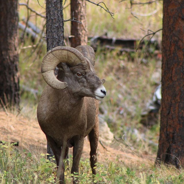 Photo of a ram on the side of a grassy hillside.