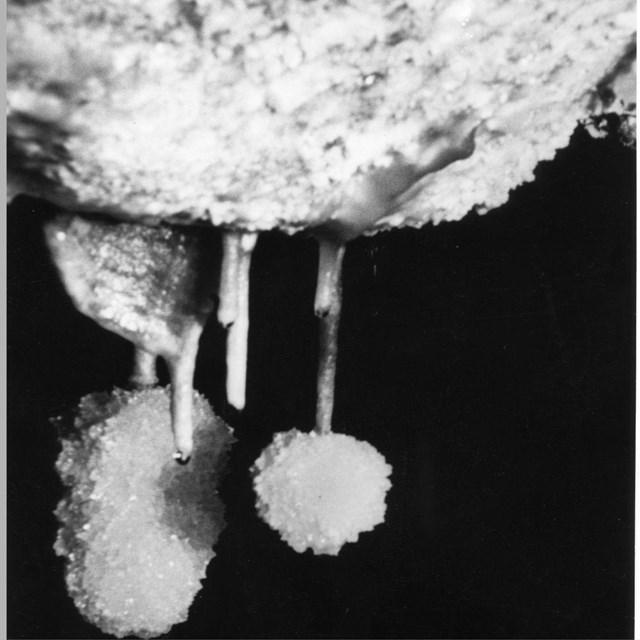 A black and white image of the speleothem bottle brush.