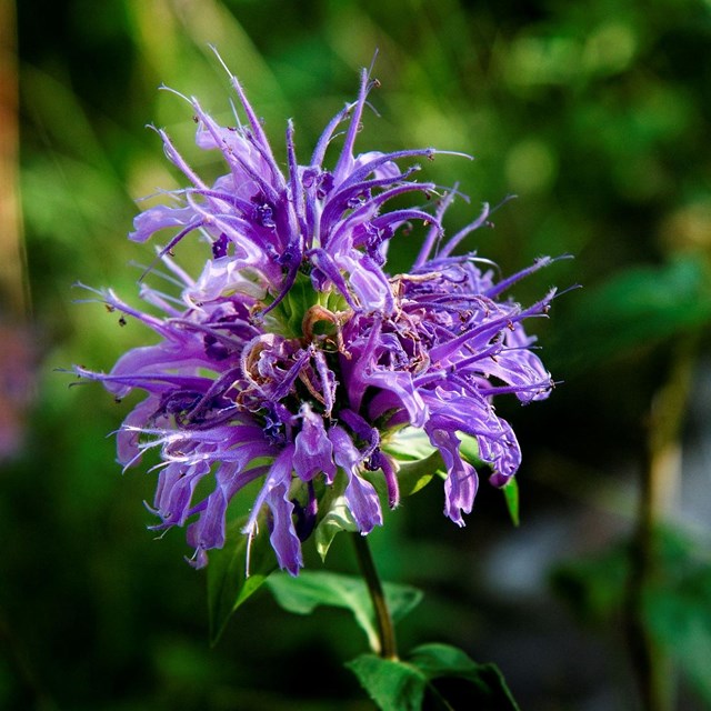 Wild bergamot, a purple wildflower