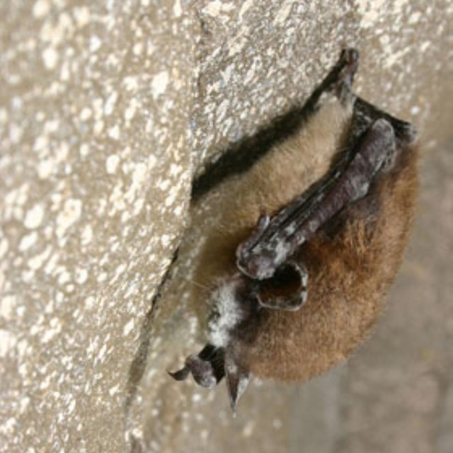 A bat hanging from the cave wall with white nose syndrome, a white fungus, on its nose