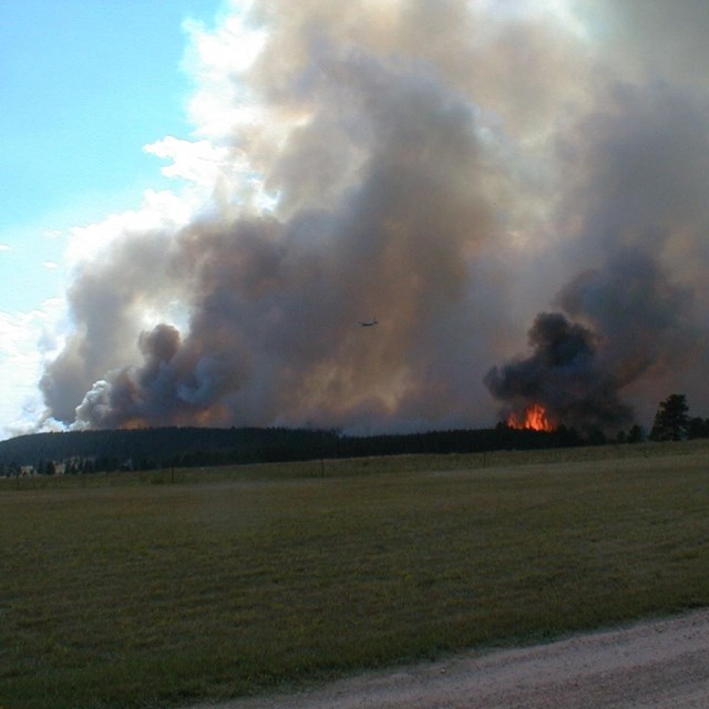 A forest fire, trees in the distance with smoke plumes