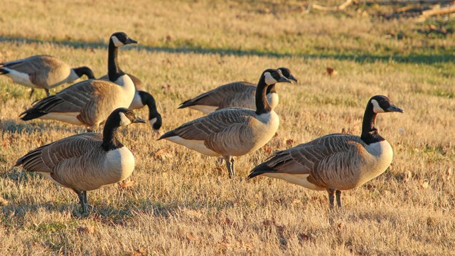 Seven grey, black, and white Canada geese stand on short brown grass