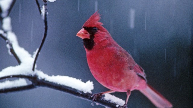 A red bird with an orange beak and a triangular tuft of red feathers sticking up on its head