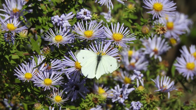 A white butterfly resting on purple flowers with yellow centers