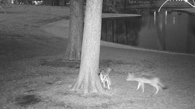 A black and white infrared image of two coyotes standing near a tree. Curved pond in background.