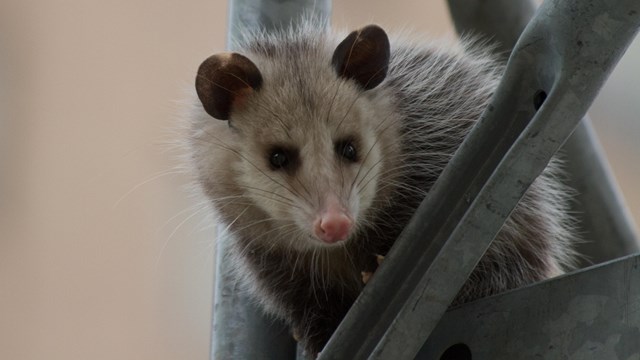 An opossum stands on a steel post. It has a white furry face with a pointy nose and small beady eyes