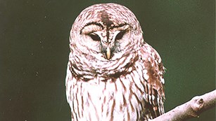 Barred owl perched on a branch