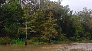 Trees line a bayou bank as a heron flies past