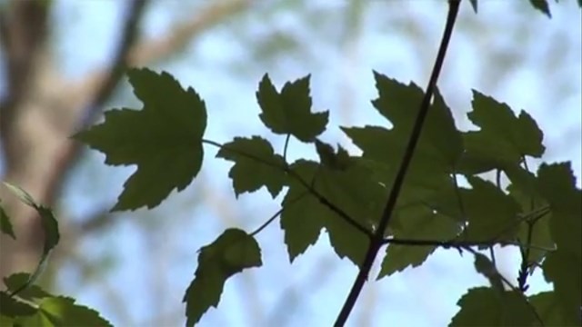 tree leaves