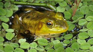 Frog in water surrounding by floating plants