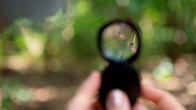 a spider hanging from a branch shown through a magnifying glass