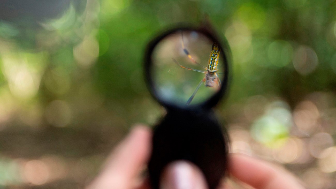 an insect shown through a magnifying lens