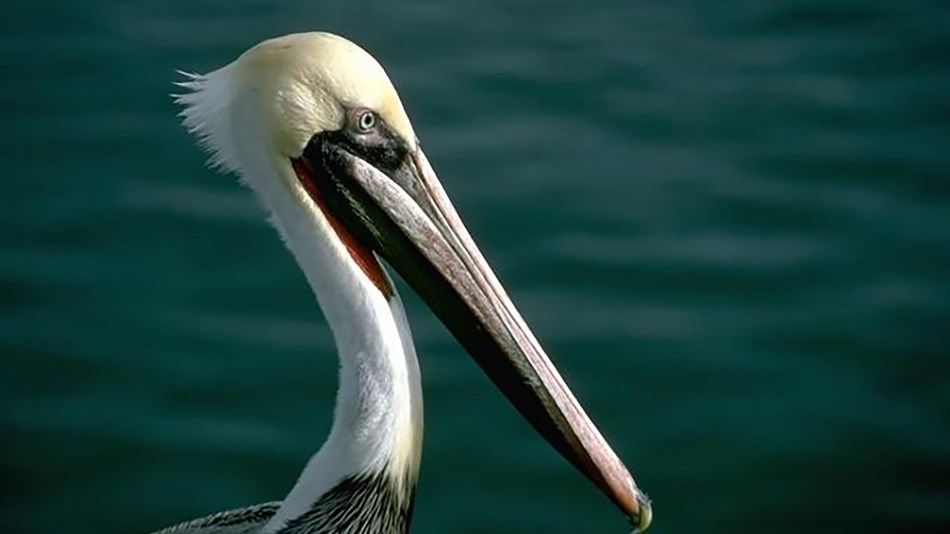 head of a pelican