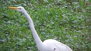 white great egret in the marsh