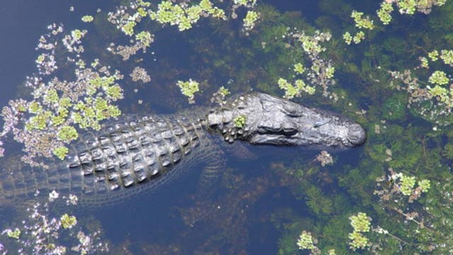 alligator from above in the bayou with foliage