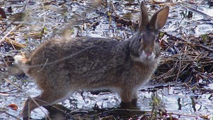 Swamp rabbit