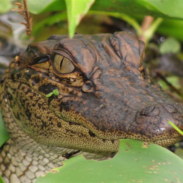 young alligator surrounded by vegetation