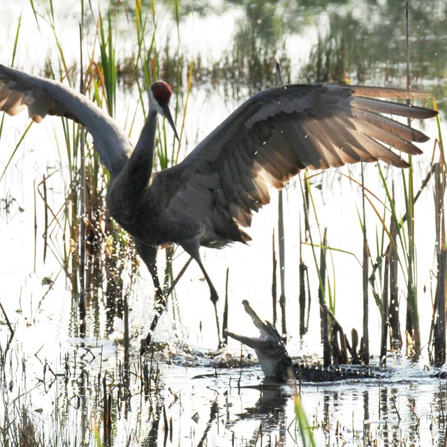 Large sandhill crane stands with its wings extended next to a small alligator.