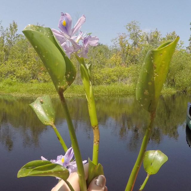 aquatic plant with round green leaves and purple flowers