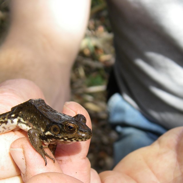 Frog perched on a man's hand.