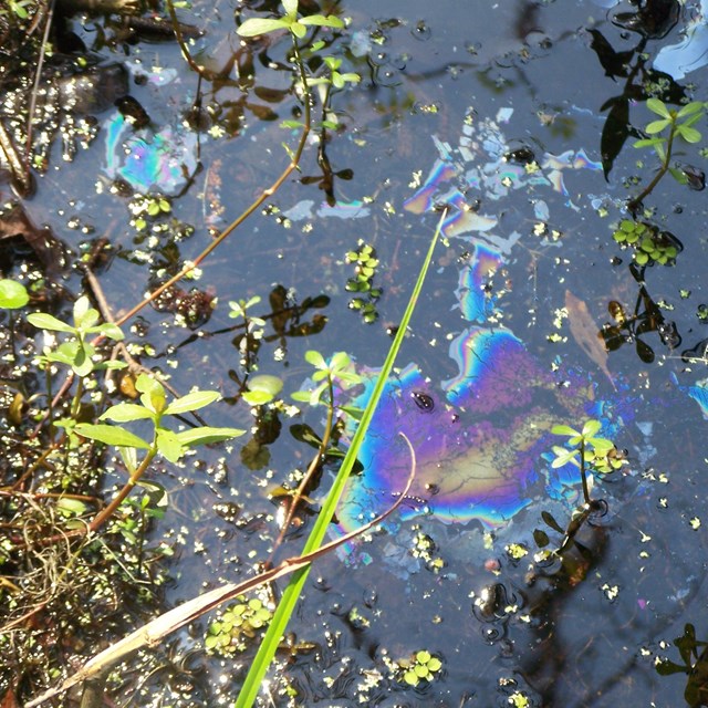 Rainbow sheen on top of water surrounded by vegetation